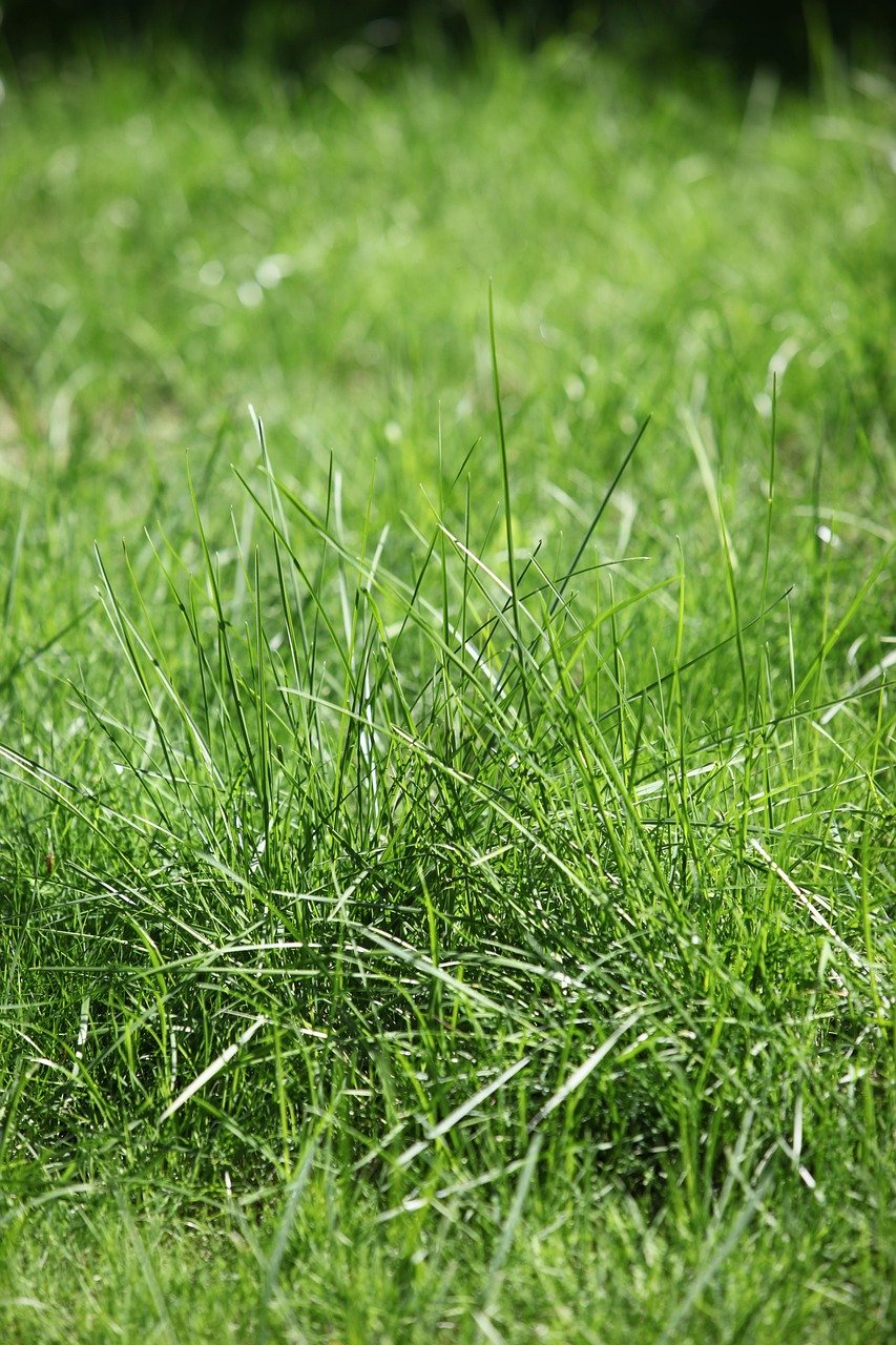 whatcom-county-grass