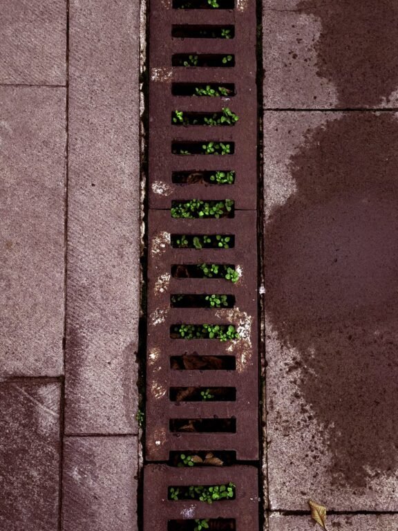 Rustic urban drain with vibrant green plants, symbolizing resilience in concrete jungles.