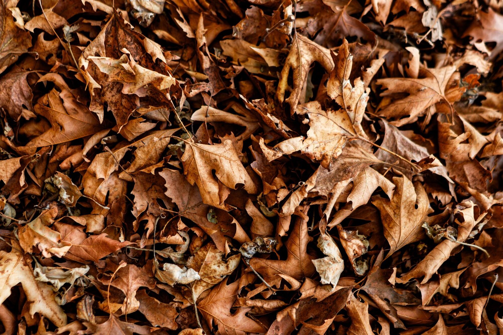 A detailed close-up of fallen autumn leaves showcasing rich textures and warm earthy tones.