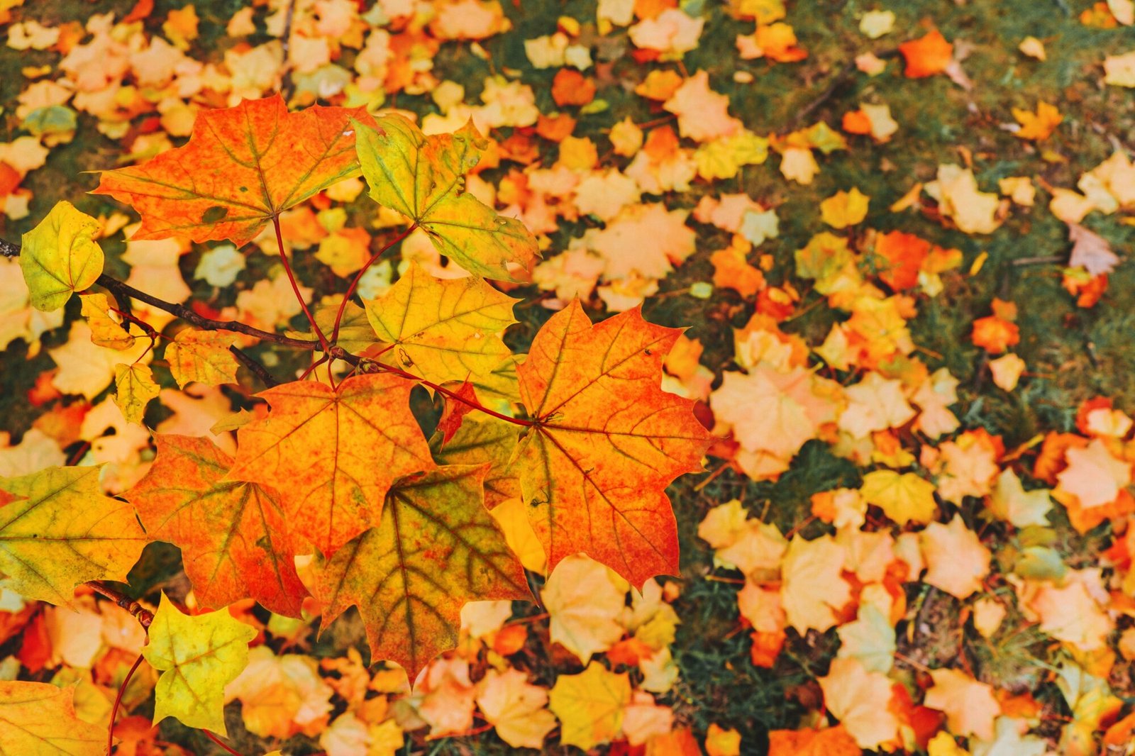 whatcom-county-fall-picture