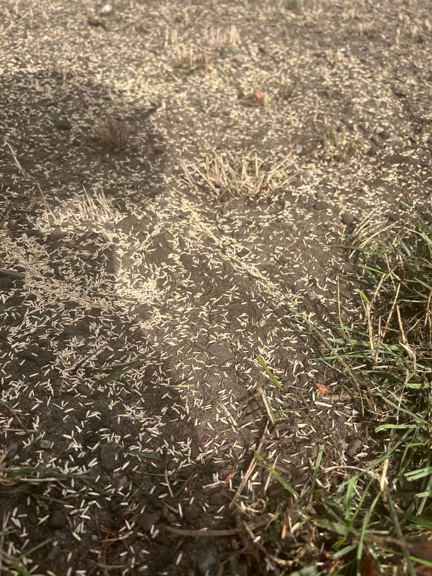 whatcom-county-seed-upclose