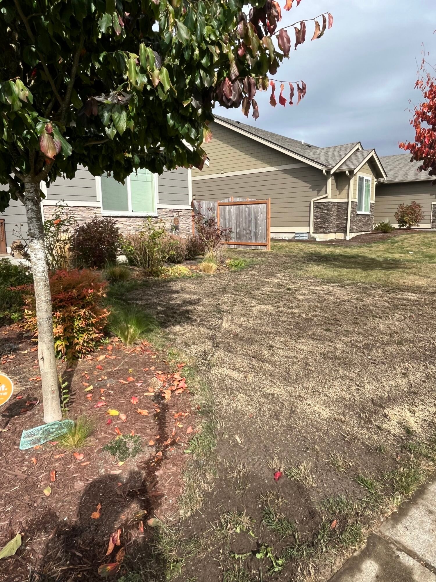 Skagit-seeded-lawn