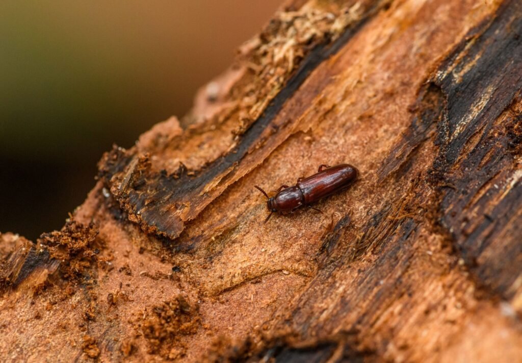 Detailed photo of a brown beetle crawling on textured tree bark, highlighting natural textures.