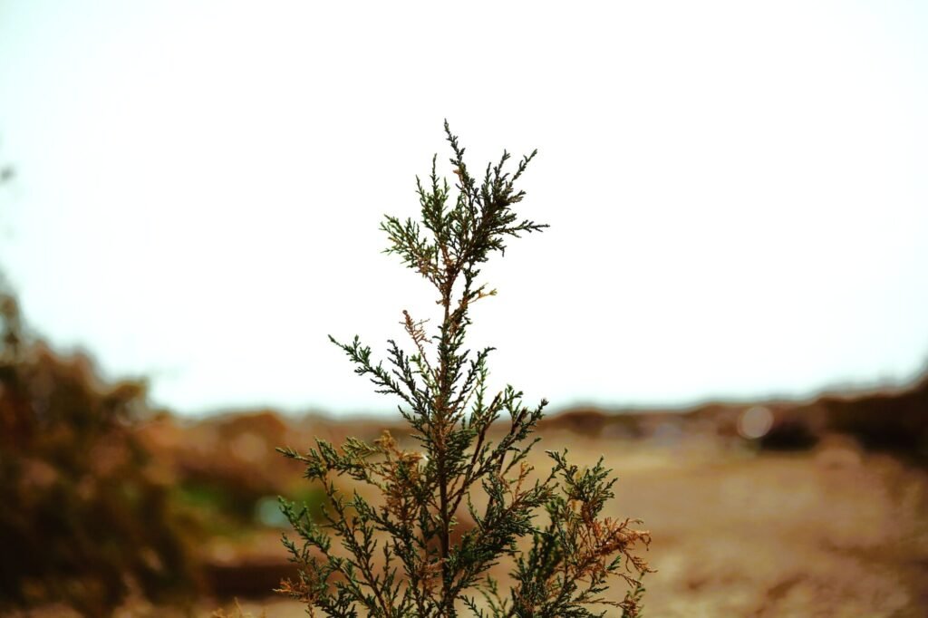 A lone evergreen tree standing in an arid desert environment, showcasing resilience and natural beauty.