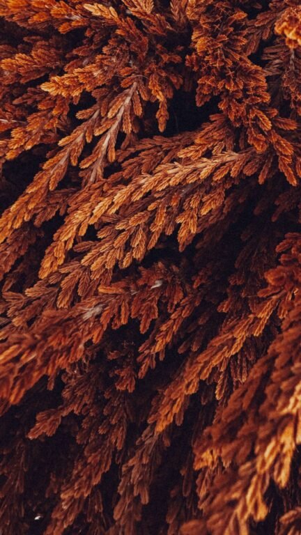 Detailed close-up of brown textured autumn leaves, perfect for backgrounds.