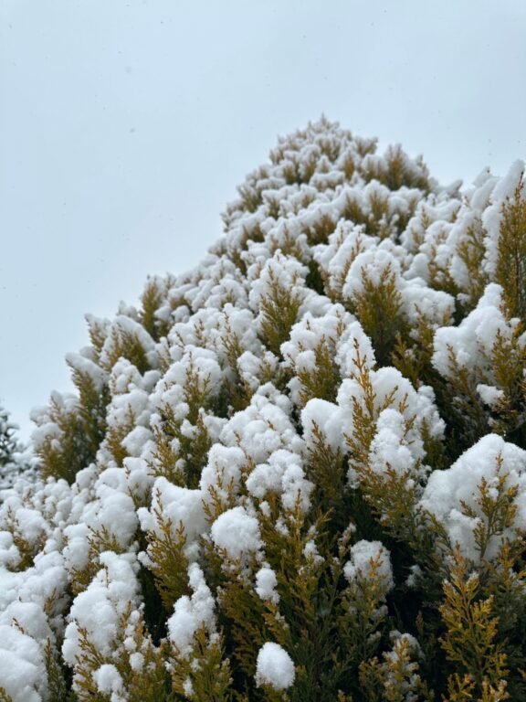 Close-up of evergreen trees with snow in a winter landscape, serene and peaceful scene.