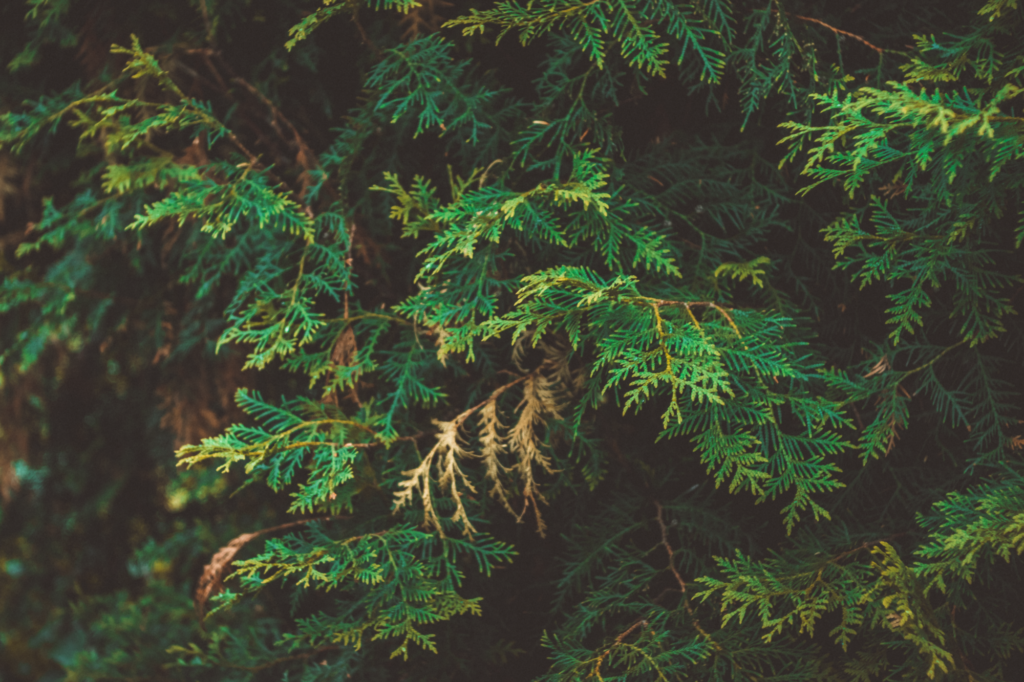 Close-up of conifer tree branches with lush green foliage, showcasing nature's beauty.